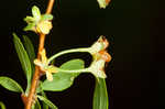 Thunberg's meadowsweet